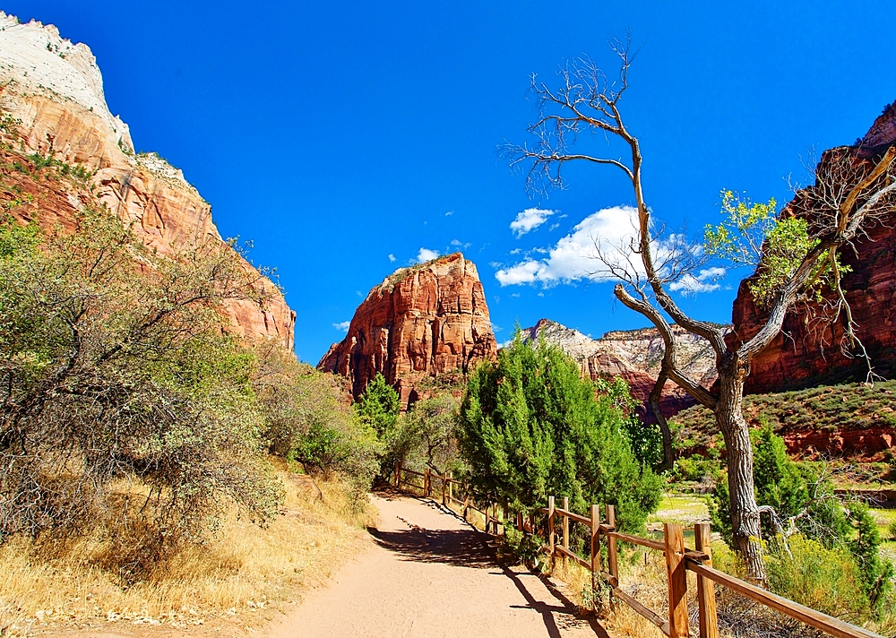 Angels Landing, a rock formation 1,488 feet high in Zion National Park, Utah, USA. A steep trail to the top was created in 1926 which allows spectacular views over the Park. It is believed that at least 18 people have died climbing the rock.