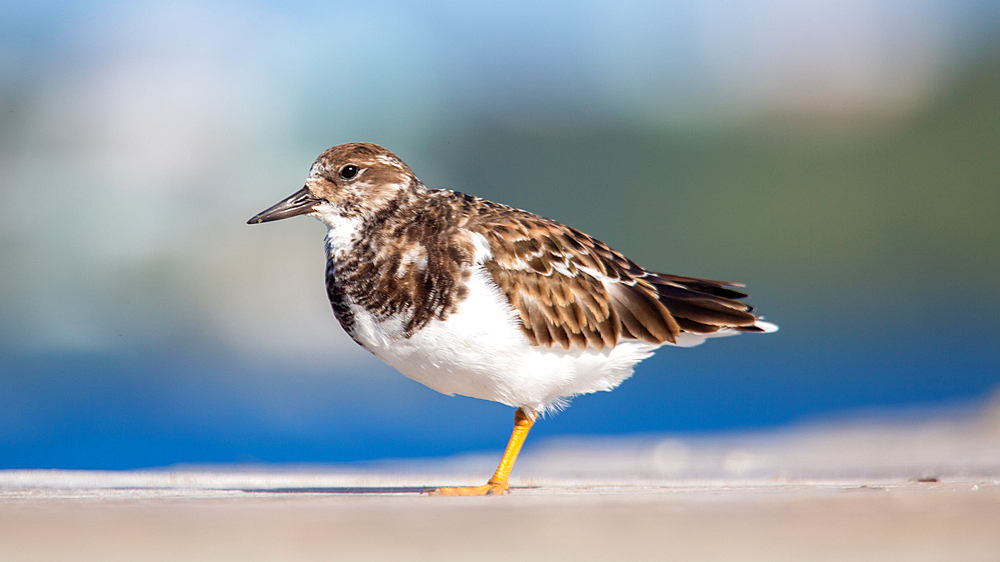 Ruddy Turnstone (Arenaria Interpres), a small cosmopolitan wading bird, Bermuda, Atlantic, North America