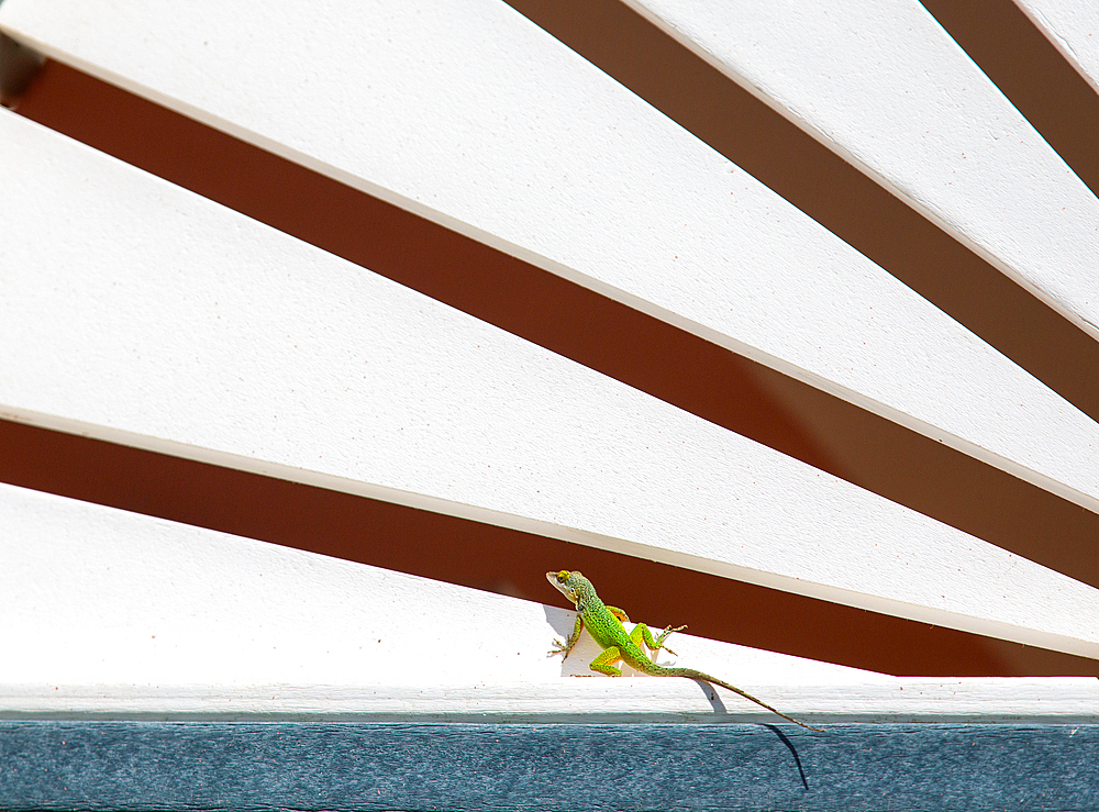 Antiguan Anole Lizard (Anolis Leachii), Bermuda, North Atlantic, North America