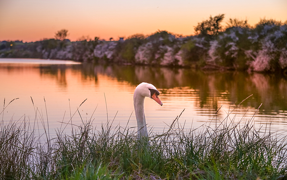 Mute Swan (Cygnus olor) at sunset on the River Cuckmere at Exceat, near Eastbourne, in the South Downs National Park, East Sussex, UK.