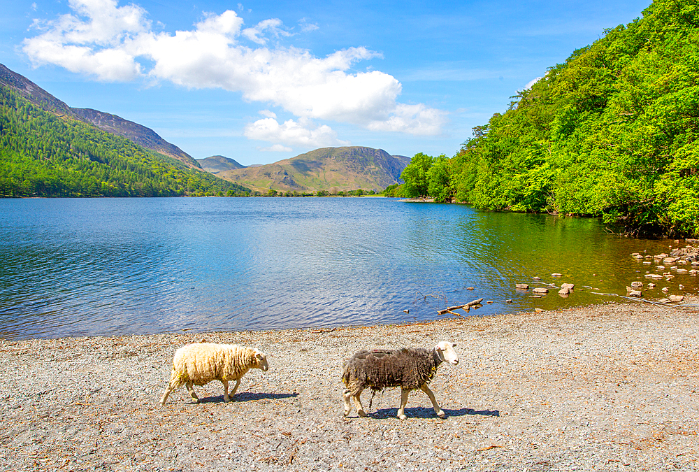 Sheep on the beach at Buttermere in the Lake District, Cumbria, England, UK