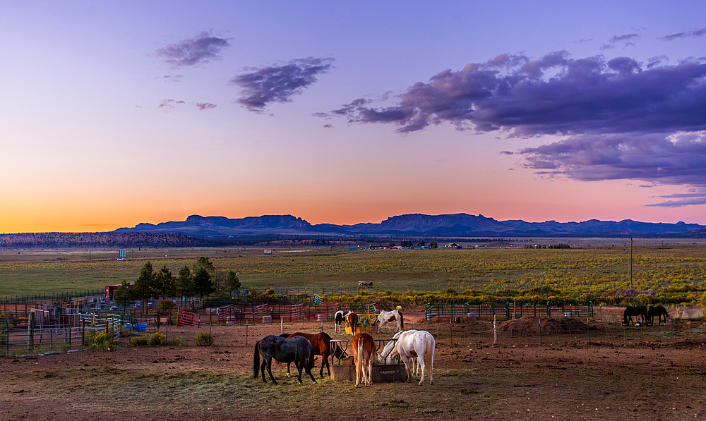 Horses at sunset outside the rodeo at Bryce Canyon City, Utah, United States of America.