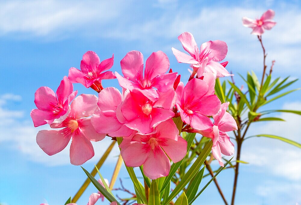 Pink Oleander Flowers (Nerium oleander) also known as Rosebay. A poisonous shrub that can grow up to 20 ft tall,.it is common in subtropical areas.
