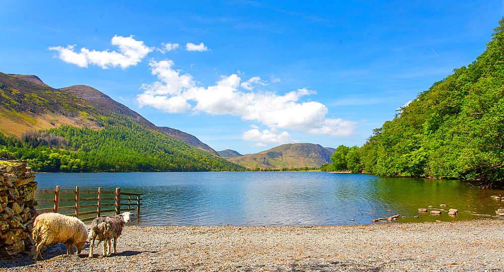 Sheep on the beach at Buttermere lake in the Lake District, Cumbria, England, UK