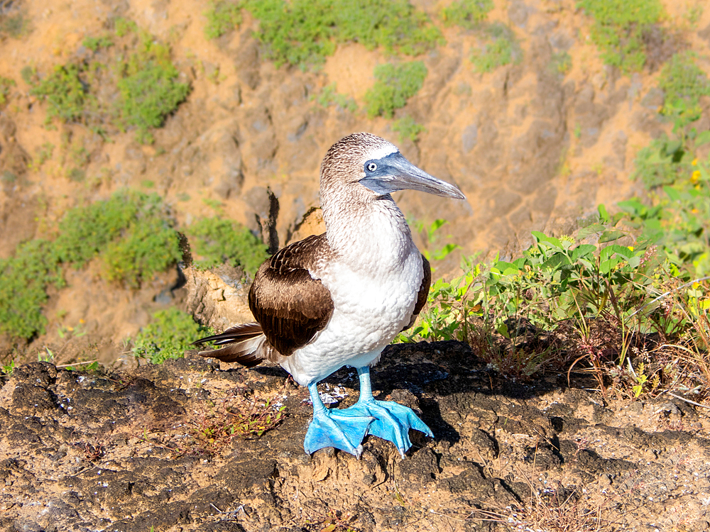 Blue Footed Booby (Sula nebouxii), a marine bird found in the Eastern Pacific whose unusual blue feet feature in courtship rituals, Galapagos, UNESCO World Heritage Site, Ecuador, South America
