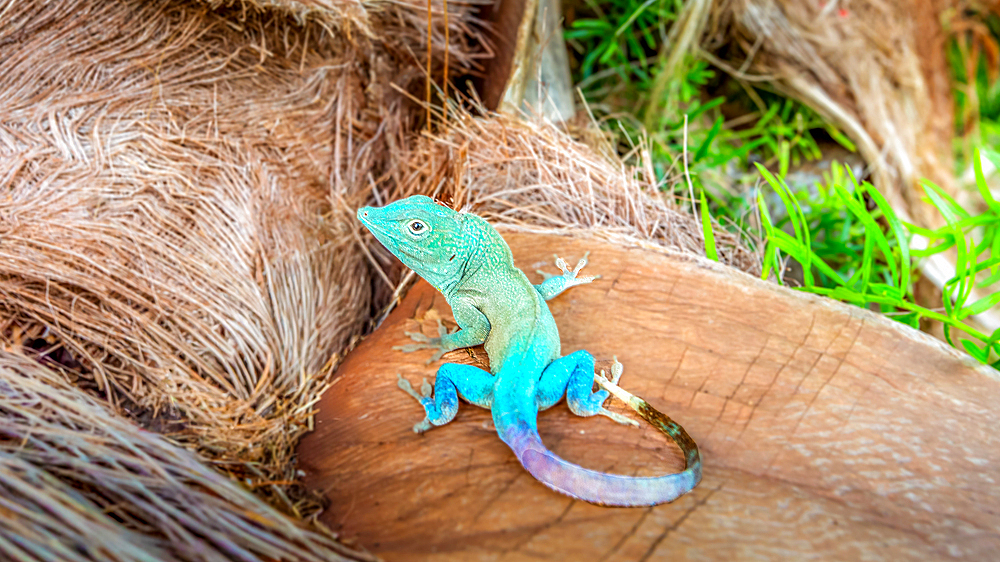 Jamaican Turquoise Anole lizard (Anolis grahami) also known as Graham's Anole. A native species to Jamaica, it is also found in Bermuda.