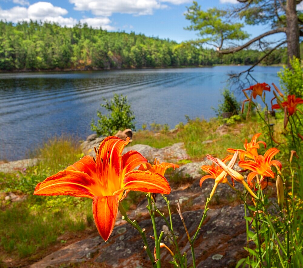 Orange Lilly (Lilium bulbiferum), also known as Tiger Lily and Fire Lily, flowers at Georgian Bay, Ontario, Canada.