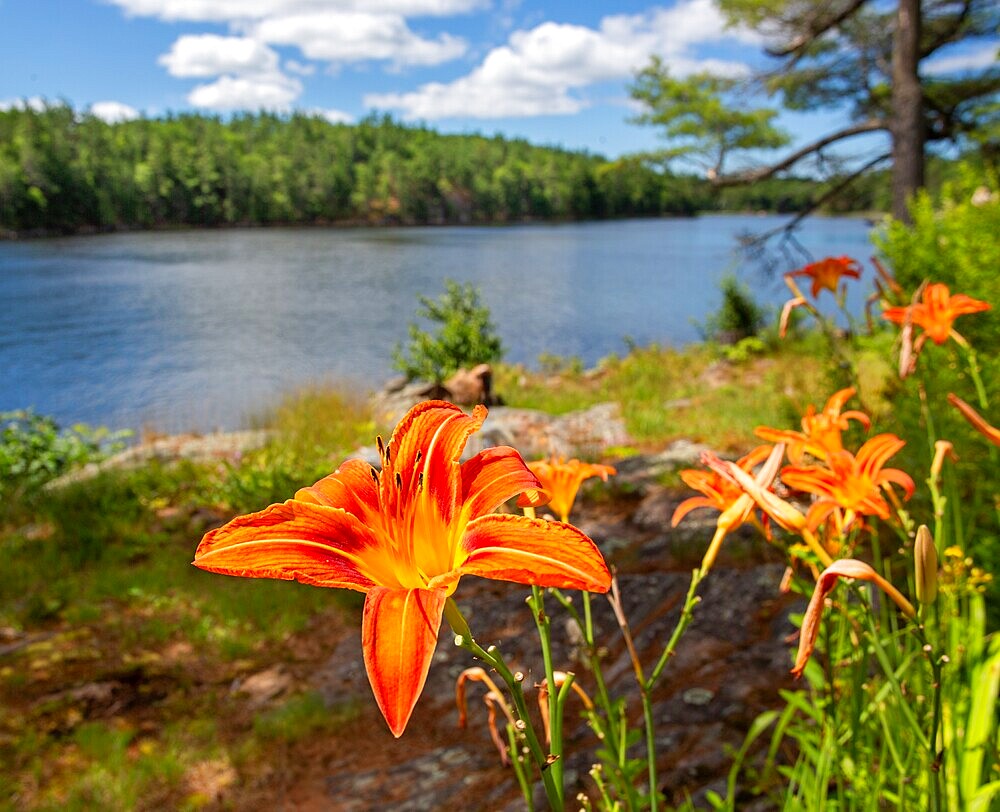 Orange Lilly (Lilium bulbiferum), also known as Tiger Lily and Fire Lily, flowers at Georgian Bay, Ontario, Canada.