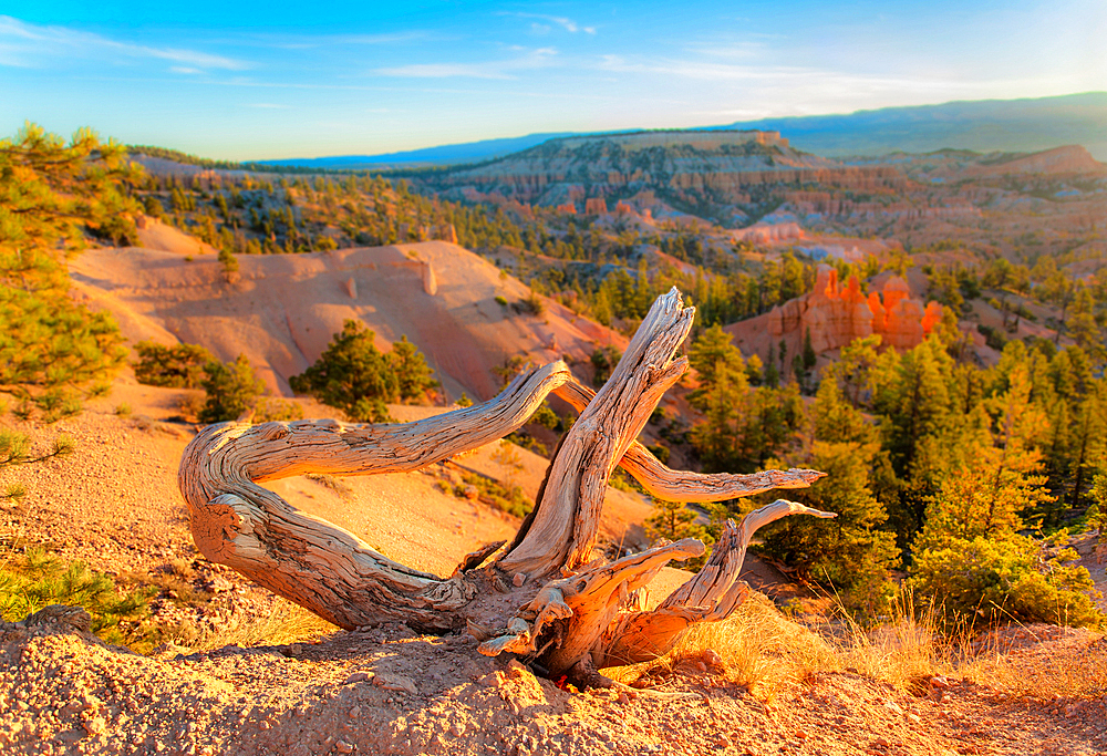 Dead Tree Stump at Sunrise Point, Bryce Canyon National Park, Utah, USA. One of four viewpoints that overlook the natural Bryce Amphitheatre. It provides a good view of the famous hoodoos or pinnacles of rock formed by weathering.
