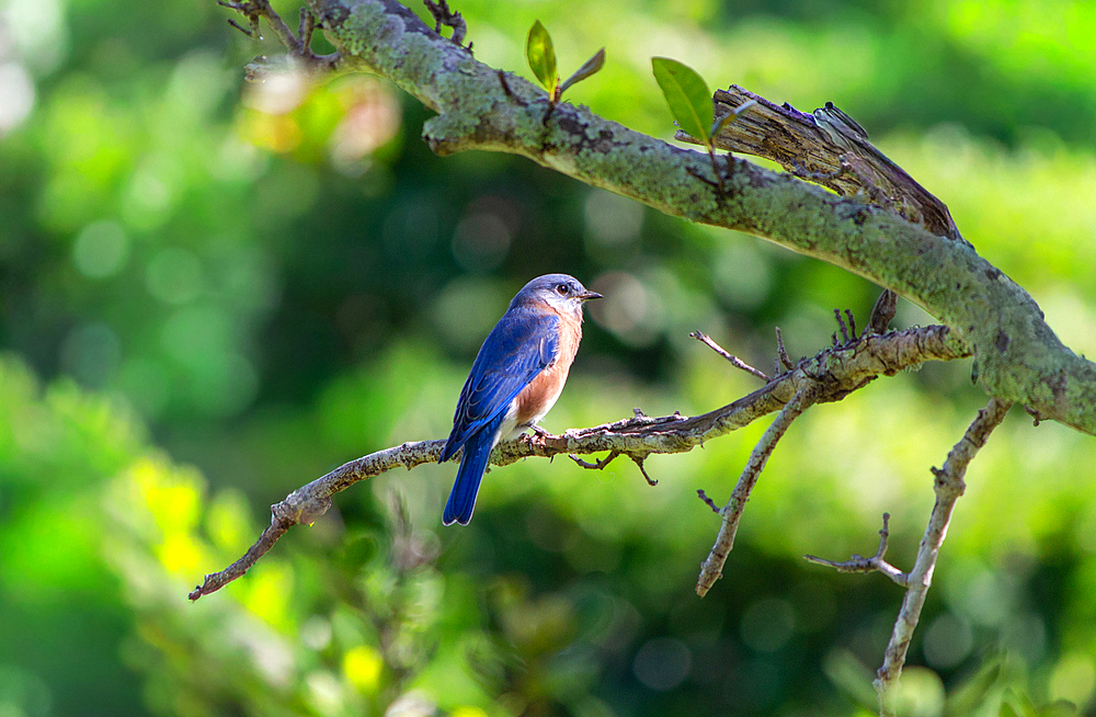 Eastern Bluebird (Sialia sialis), a common North American bird of the thrush family. Those living on Bermuda tend to have a brighter blue plumage than those on the mainland.