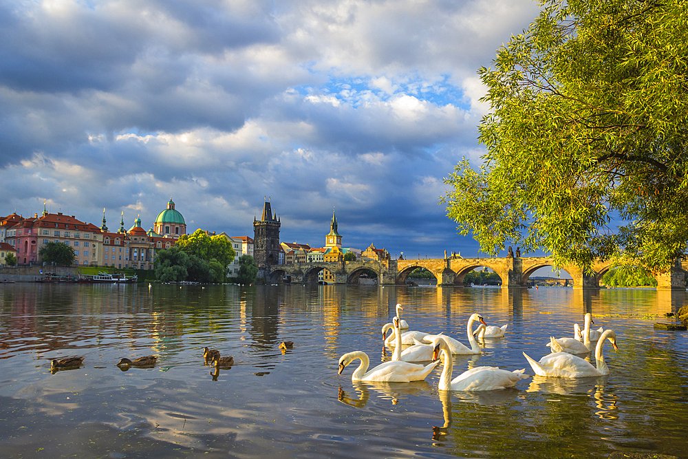 Swans in Vltava River with Charles Bridge, OId Town Bridge Tower and dome of St. Francis of Assisi Church at sunrise, UNESCO World Heritage Site, Prague, Czechia, Europe