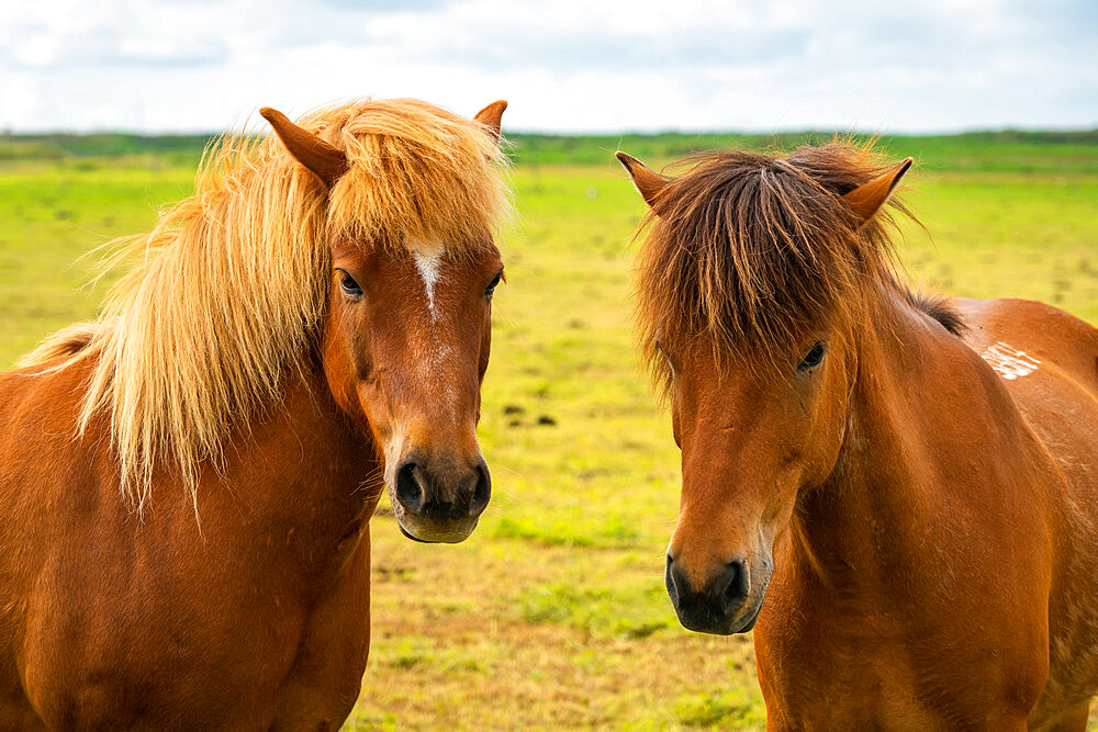 Close-up of heads of two Icelandic horses near Keflavik, Reykjanesbaer, Reykjanes Peninsula, Iceland