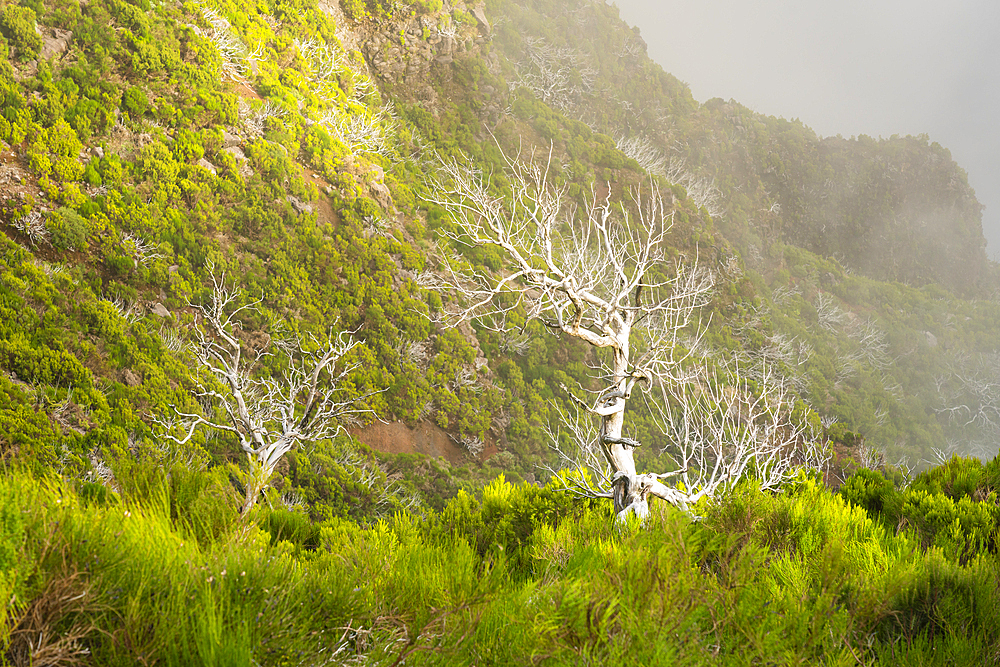 Dry bare trees along trail to Pico Ruivo, Santana, Madeira, Portugal, Atlantic, Europe