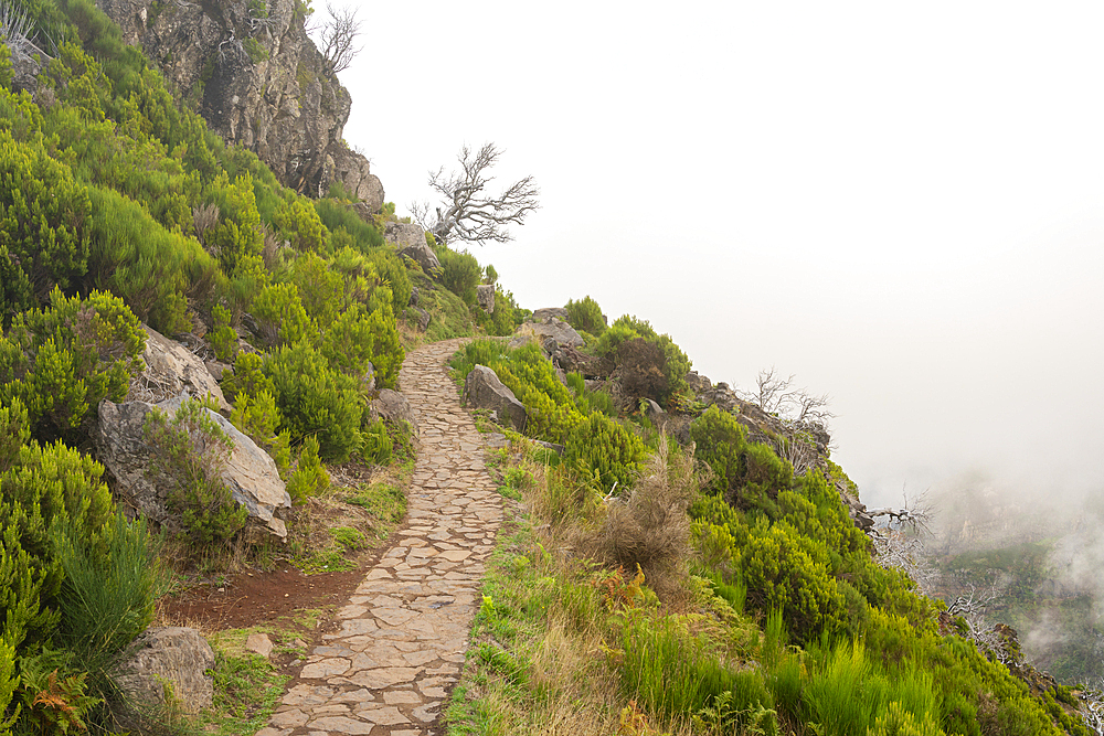 Hiking trail to Pico Ruivo in foggy weather, Santana, Madeira, Portugal, Atlantic, Europe