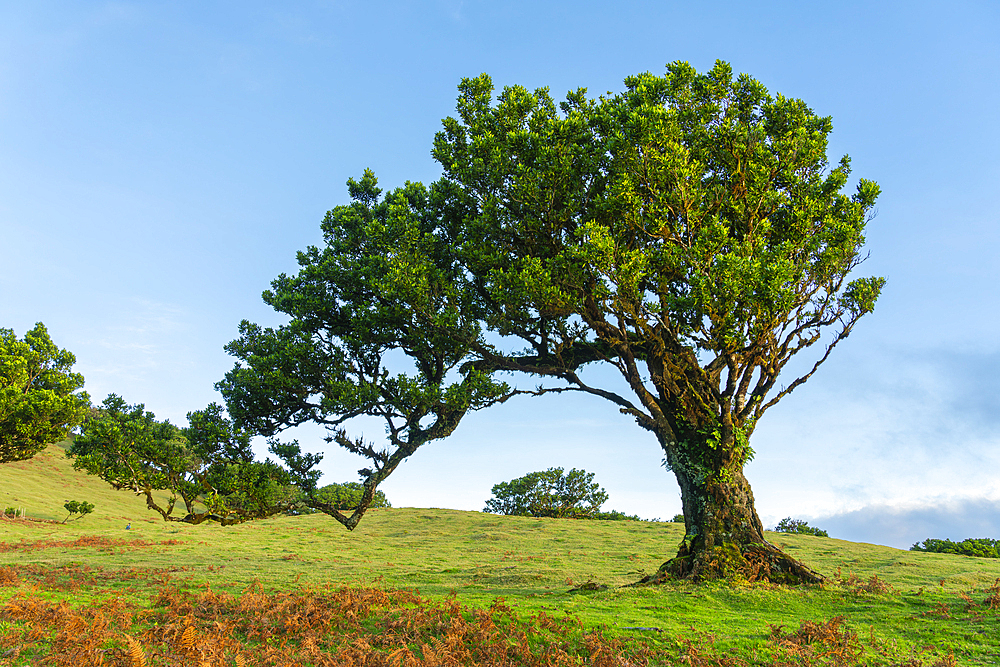 Laurel tree, UNESCO World Heritage Site, Sao Vicente, Madeira, Portugal, Atlantic, Europe