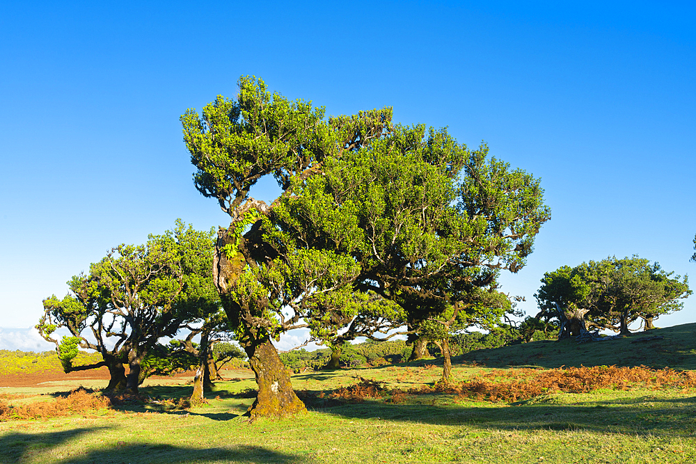 Laurel tree forest, UNESCO World Heritage Site, Sao Vicente, Madeira, Portugal, Atlantic, Europe