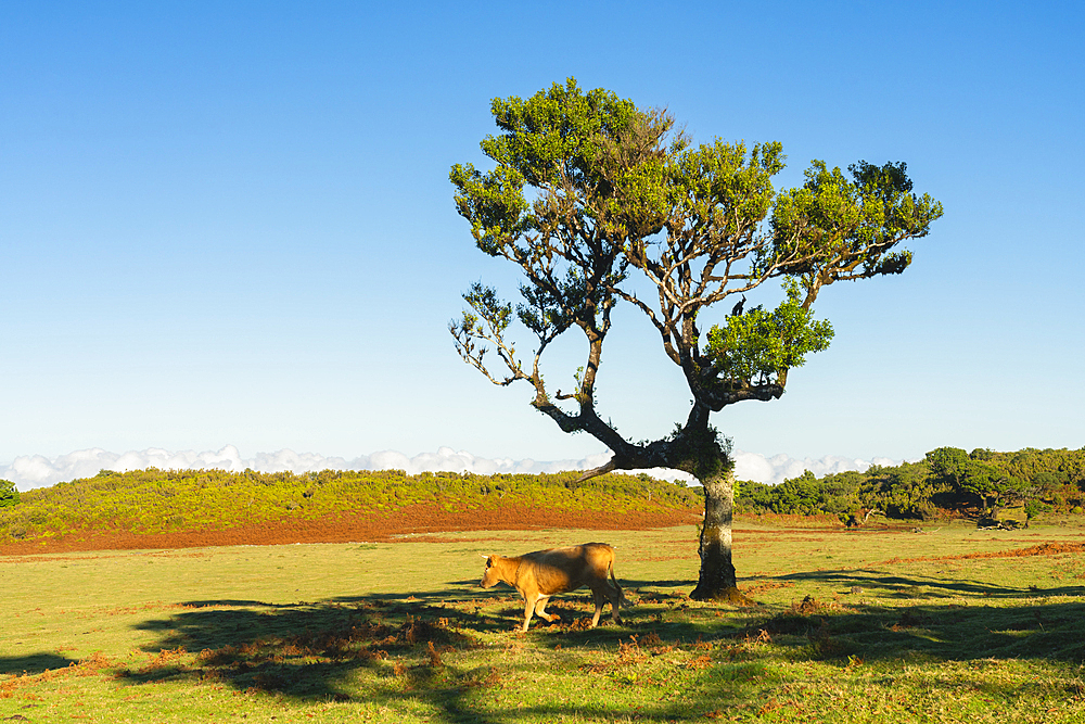 Cow passing by laurel tree, UNESCO World Heritage Site, Sao Vicente, Madeira, Portugal, Atlantic, Europe