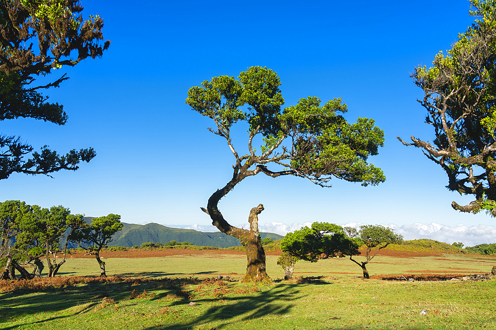 Laurel trees, UNESCO World Heritage Site, Sao Vicente, Madeira, Portugal, Atlantic, Europe