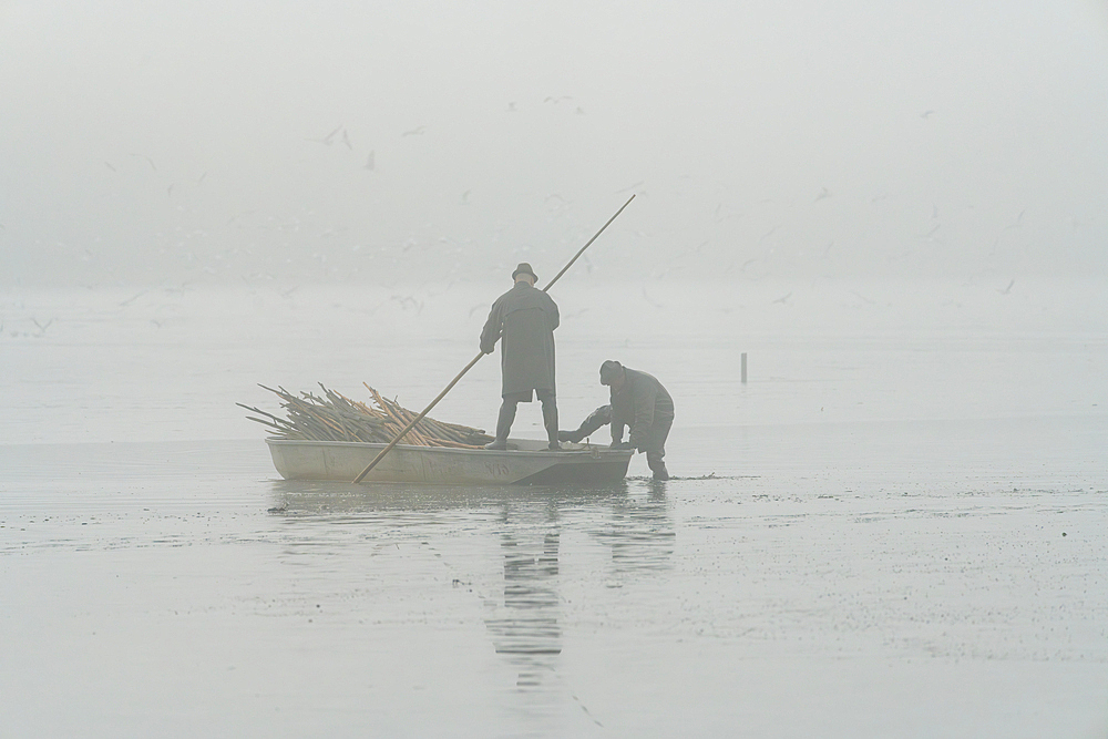 Fishermen on boat preparing for fish harvest on foggy morning, Rozmberk Pond, UNESCO Biosphere, Trebon, Jindrichuv Hradec District, South Bohemian Region, Czech Republic (Czechia), Europe