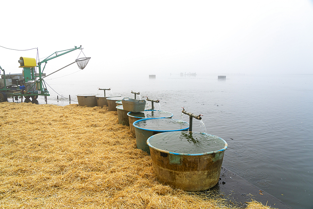 Fish tanks ready for fish harvest on Rozmberk Pond, UNESCO Biosphere, Trebon, Jindrichuv Hradec District, South Bohemian Region, Czech Republic (Czechia), Europe