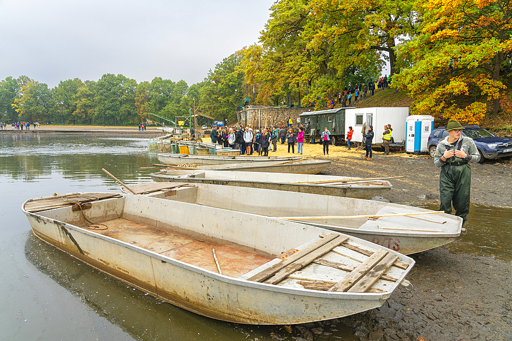 Rowing boats on shore of Rozmberk Pond during fish harvest with event visitors in background, Rozmberk Pond, UNESCO Biosphere, Trebon, Jindrichuv Hradec District, South Bohemian Region, Czech Republic (Czechia), Europe