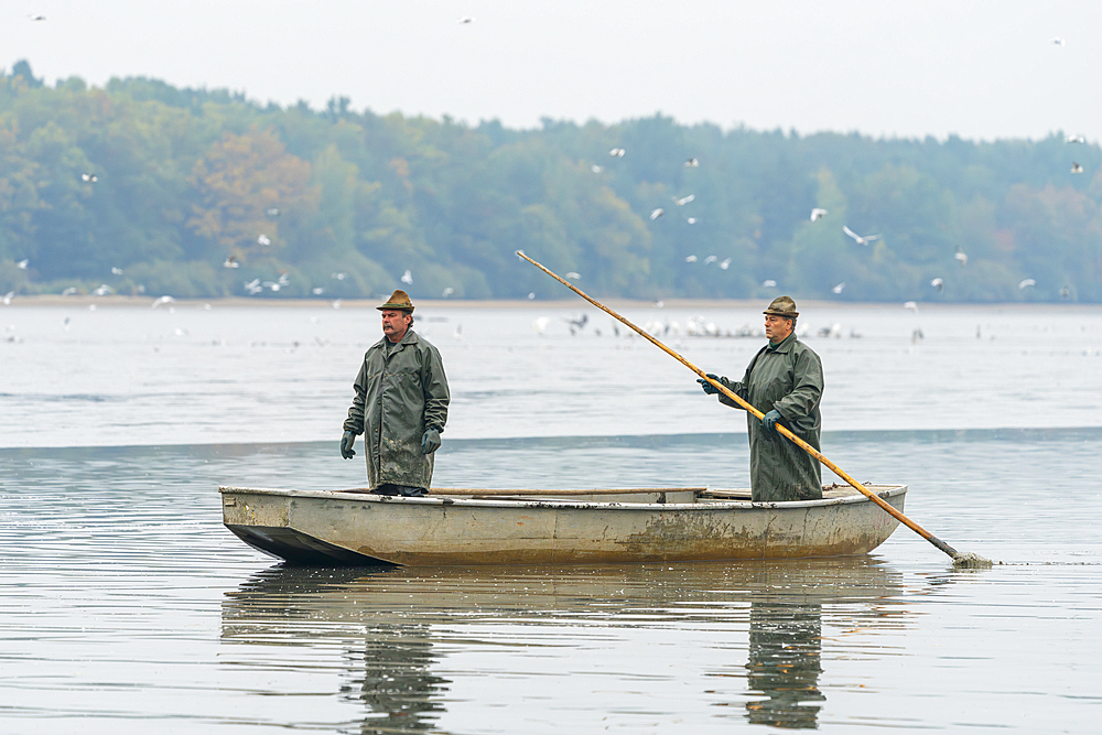 Two fishermen on boat preparing for fish harvest, Rozmberk Pond, UNESCO Biosphere, Trebon, Jindrichuv Hradec District, South Bohemian Region, Czech Republic (Czechia), Europe