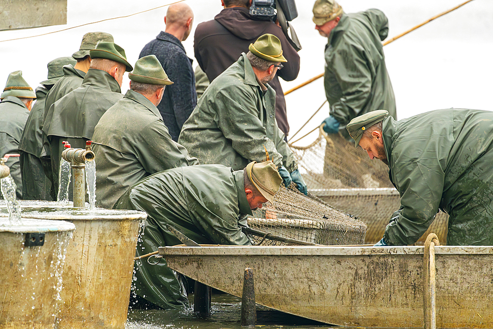 Fishermen in boat holding net with fish during fish harvest, Rozmberk Pond, UNESCO Biosphere, Trebon, Jindrichuv Hradec District, South Bohemian Region, Czech Republic (Czechia), Europe