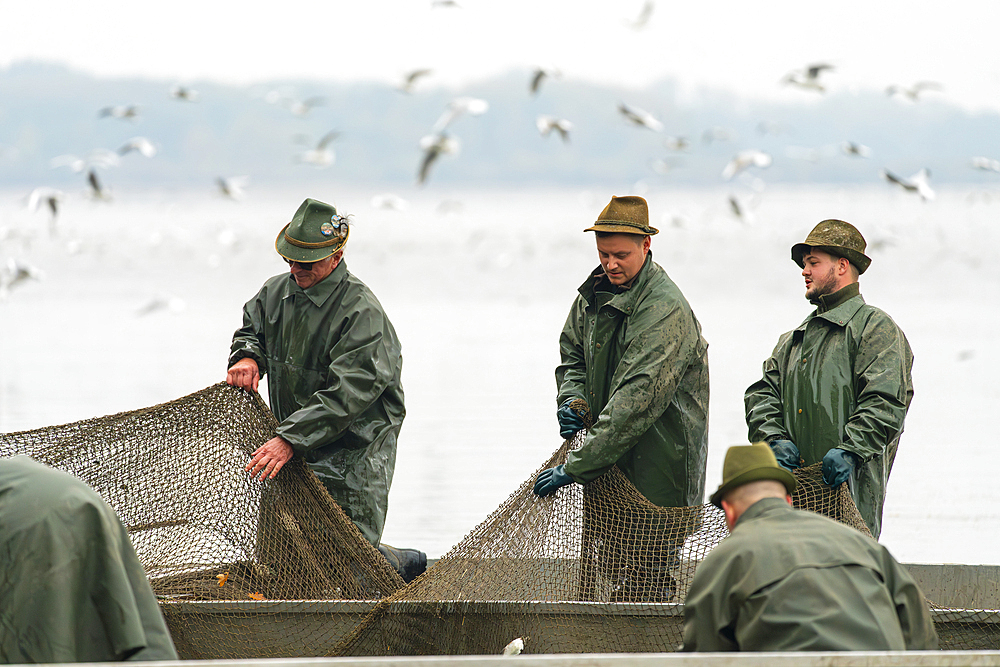 Fishermen in boat holding net with fish during fish harvest, Rozmberk Pond, UNESCO Biosphere, Trebon, Jindrichuv Hradec District, South Bohemian Region, Czech Republic (Czechia), Europe