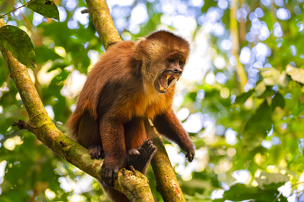 Angry brown capuchin monkey (Cebus apella) (Sapajus apella) on tree, Tambopata National Reserve, Puerto Maldonado, Tambopata Province, Madre de Dios, Peru, South America