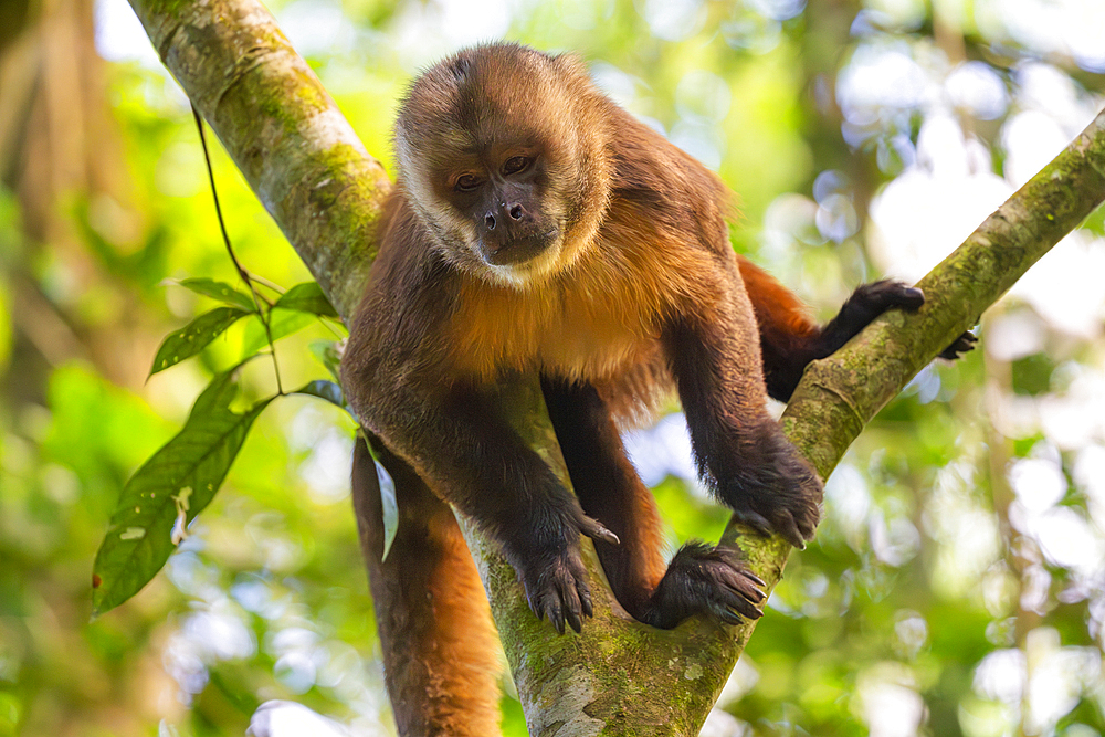 Brown capuchin monkey (Cebus apella) (Sapajus apella) on tree, Tambopata National Reserve, Puerto Maldonado, Tambopata Province, Madre de Dios, Peru, South America