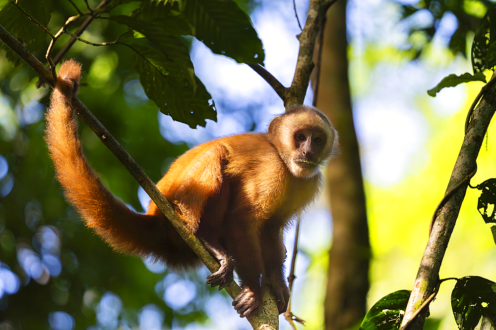 Brown capuchin monkey (Cebus apella) (Sapajus apella) on tree, Tambopata National Reserve, Puerto Maldonado, Tambopata Province, Madre de Dios, Peru, South America