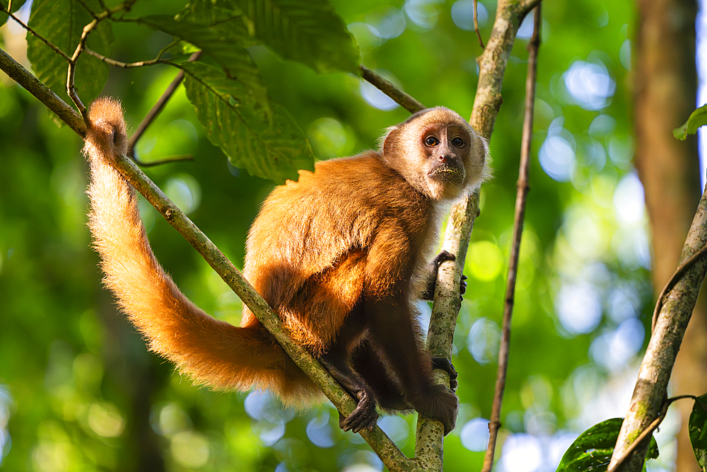 Brown capuchin monkey (Cebus apella) (Sapajus apella) on tree, Tambopata National Reserve, Puerto Maldonado, Tambopata Province, Madre de Dios, Peru, South America