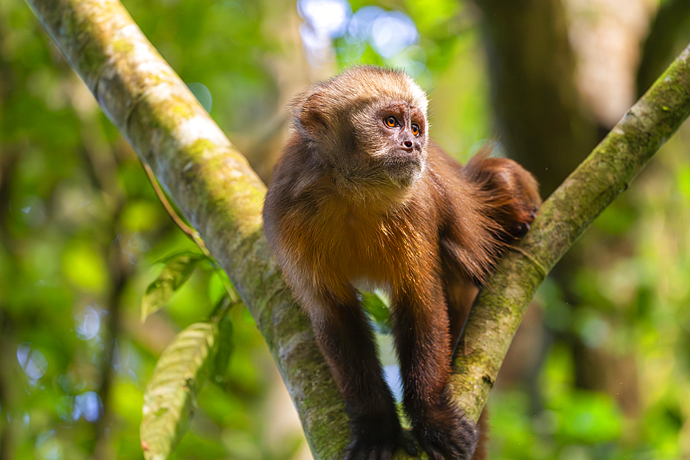 Brown capuchin monkey (Cebus apella) (Sapajus apella) on tree, Tambopata National Reserve, Puerto Maldonado, Tambopata Province, Madre de Dios, Peru, South America