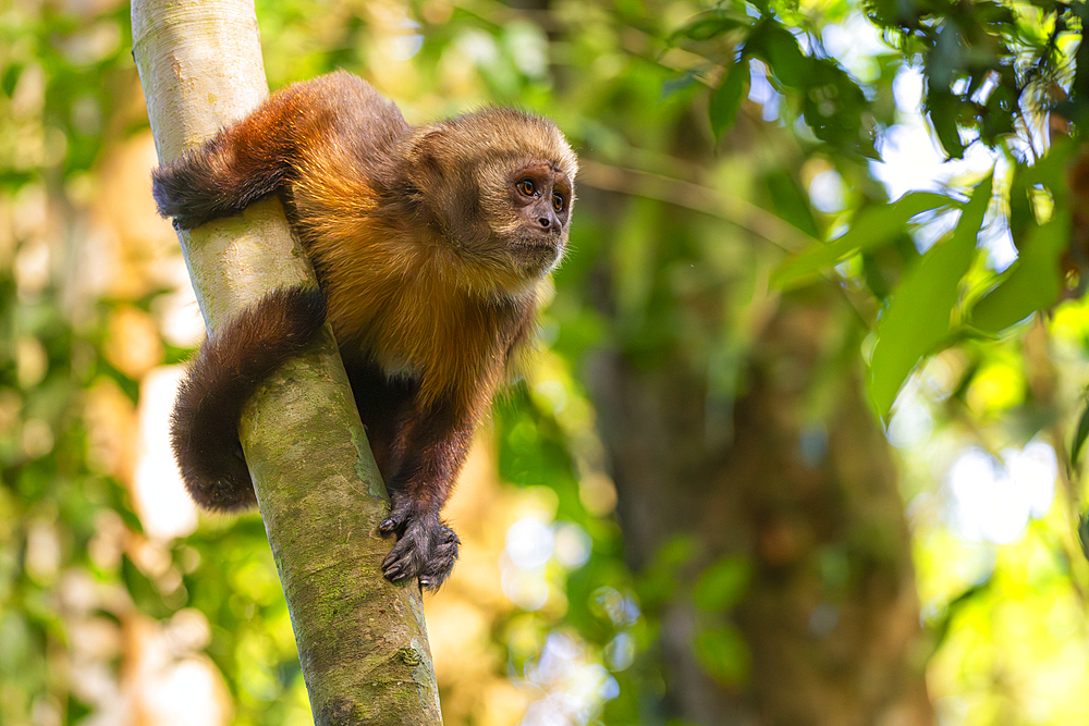 Brown capuchin monkey (Cebus apella) (Sapajus apella) on tree, Tambopata National Reserve, Puerto Maldonado, Tambopata Province, Madre de Dios, Peru, South America