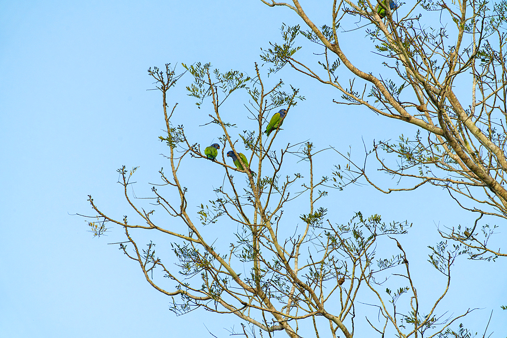 Three Blue-headed parrots (Pionus menstruus) perching on tree, Tambopata National Reserve, Puerto Maldonado, Tambopata Province, Madre de Dios, Peru, South America