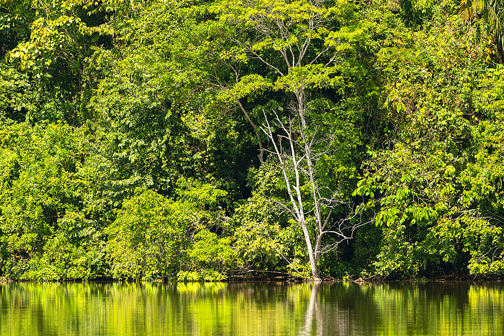 Forest on shore of Lake Sandoval, Tambopata National Reserve, Puerto Maldonado, Madre de Dios, Peru, South America