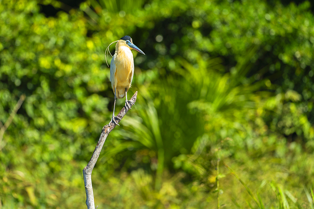 Capped Heron (Pilherodius pileatus) perching on branch by Lake Sandoval, Tambopata National Reserve, Puerto Maldonado, Madre de Dios, Peru, South America