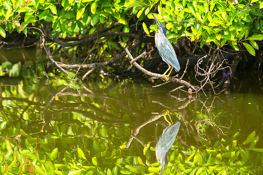 Striated Heron (Butorides striata) perching on branch by Lake Sandoval, Tambopata National Reserve, Puerto Maldonado, Madre de Dios, Peru, South America