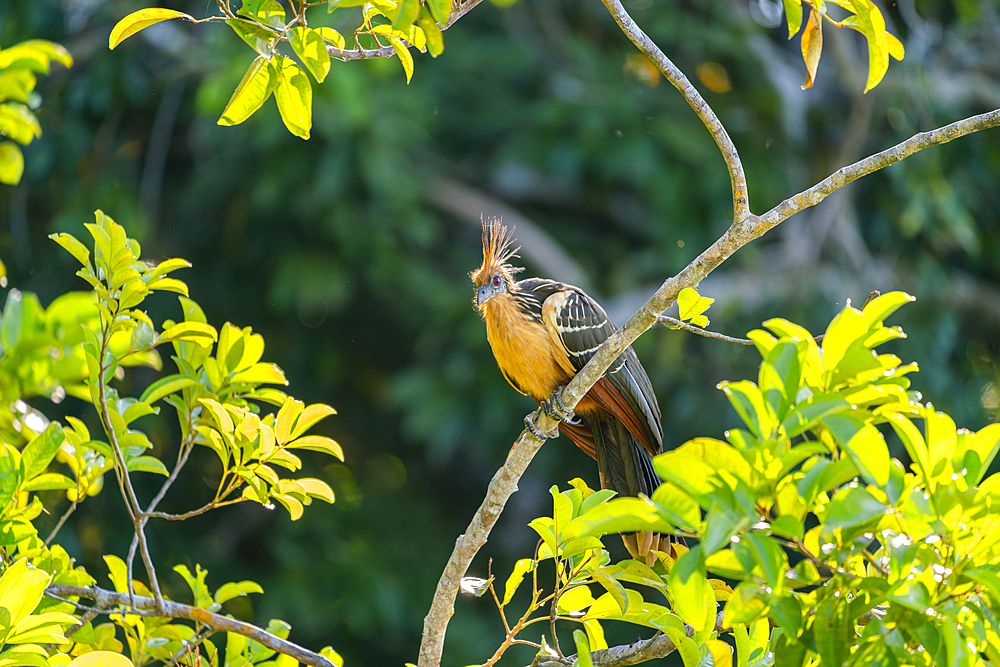 Hoatzin (Ophisthocomus hoazin) perching on branch by Lake Sandoval, Tambopata National Reserve, Puerto Maldonado, Madre de Dios, Peru, South America