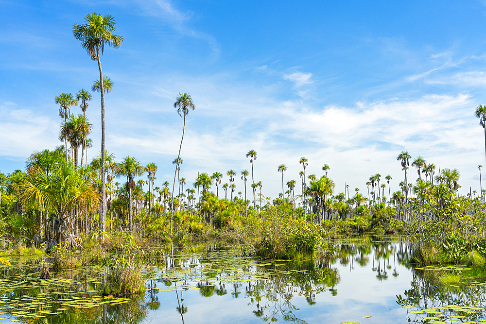 Palm trees on Yacumama Lake, Puerto Maldonado, Tambopata Province, Madre de Dios, Peru, South America