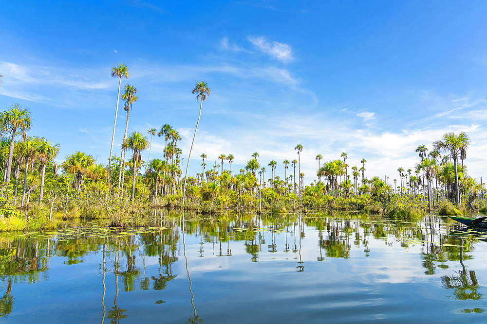 Palm trees on Yacumama Lake, Puerto Maldonado, Tambopata Province, Madre de Dios, Peru, South America