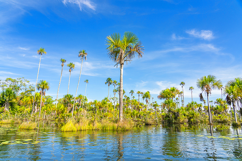 Palm trees on Yacumama Lake, Puerto Maldonado, Tambopata Province, Madre de Dios, Peru, South America