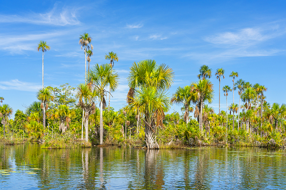 Palm trees on Yacumama Lake, Puerto Maldonado, Tambopata Province, Madre de Dios, Peru, South America