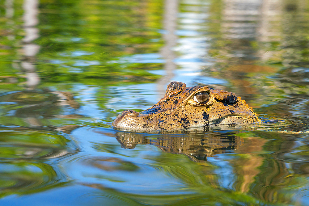 Close-up of head of Black caiman (Melanosuchus niger), Lake Yacumama, Puerto Maldonado, Tambopata Province, Madre de Dios, Peru, South America