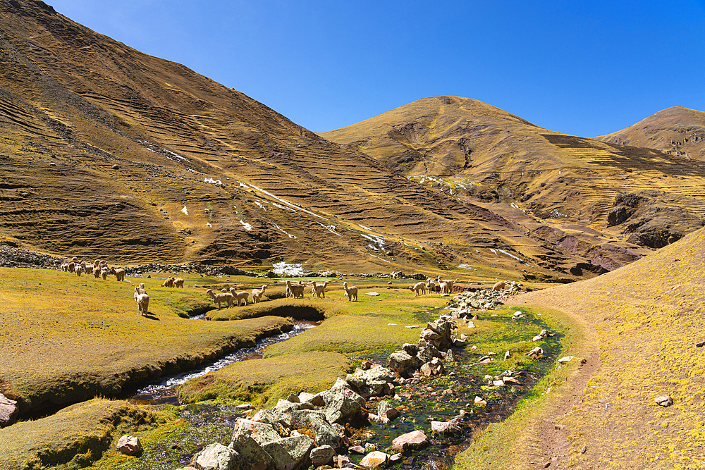 Trail in the Andes and herd of alpacas, near Rainbow Mountain, Pitumarca District, Cusco (Cuzco) Region, Peru, South America