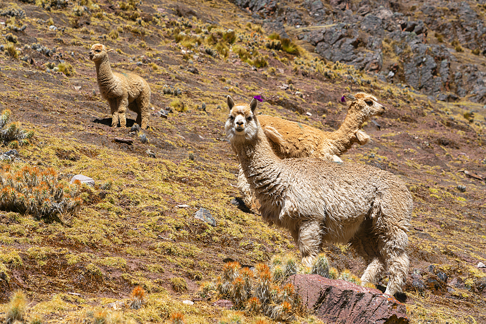 Herd of alpacas, Pitumarca District, Cusco (Cuzco) Region, Peru, South America