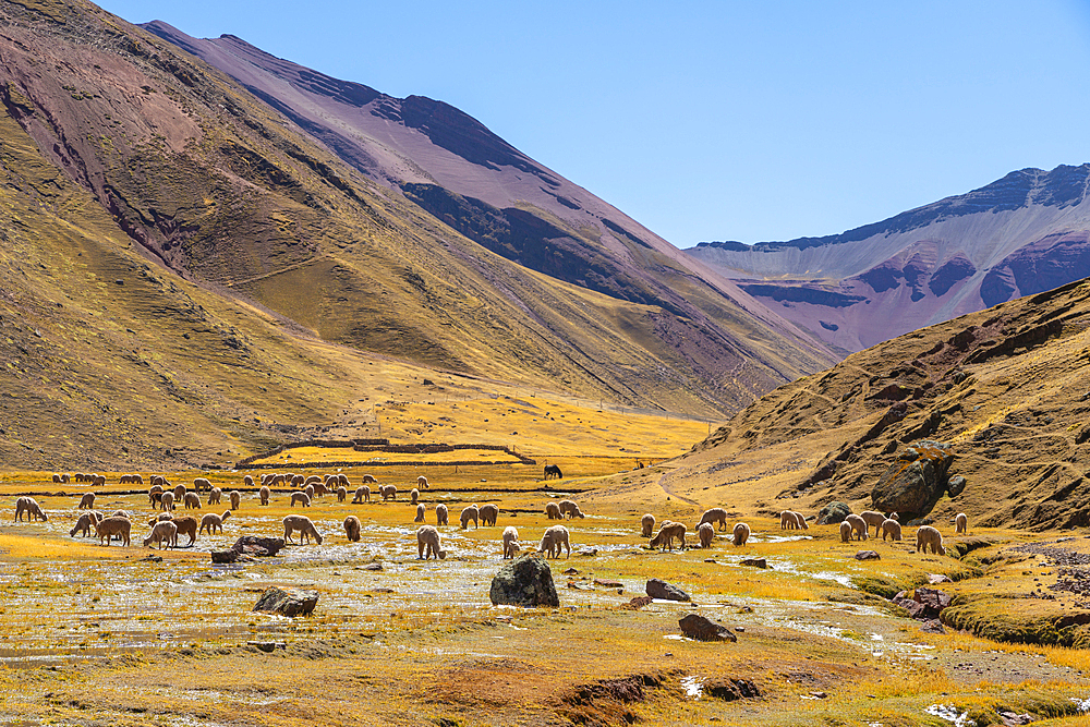 Herd of alpacas, near Rainbow Mountain, Pitumarca District, Cusco (Cuzco) Region, Peru, South America