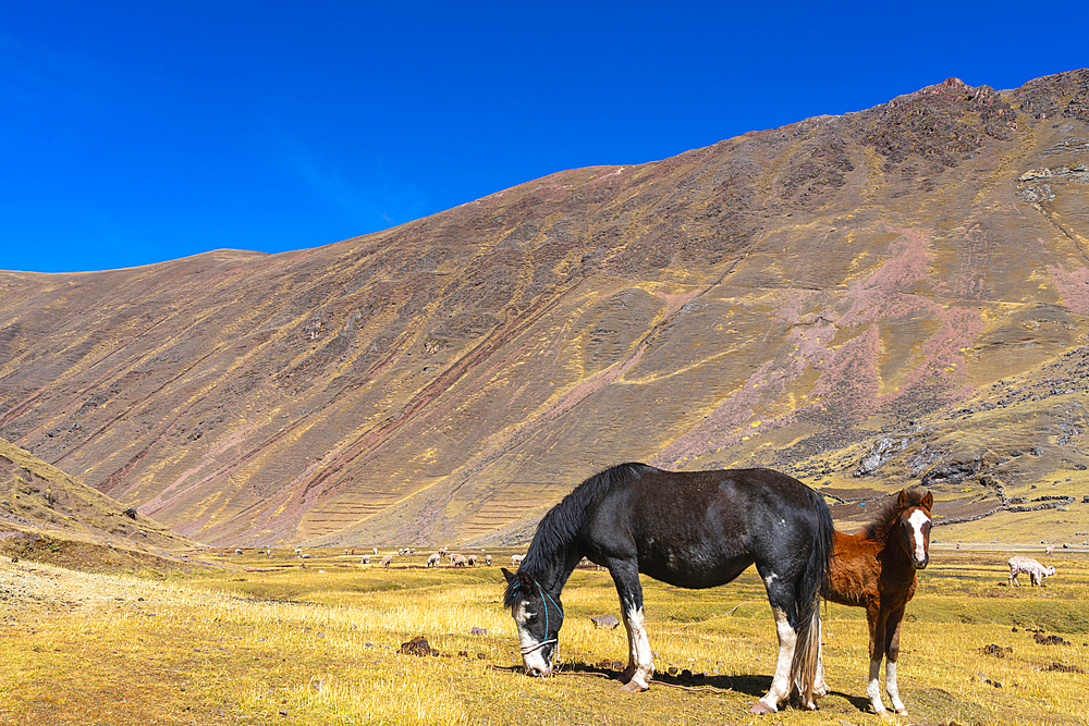 Horses grazing in the Andes, near Rainbow Mountain, Pitumarca District, Cusco (Cuzco) Region, Peru, South America