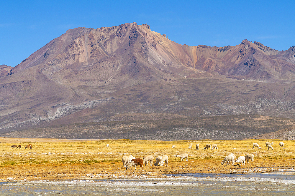 Herd of alpacas grazing against mountains, Salinas y Aguada Blanca National Reserve, Arequipa Province, Arequipa Region, Peru, South America