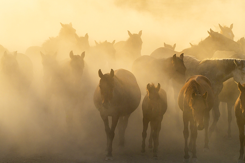 Herd of wild and semi-wild Yilki horses running in dust at sunset, Hacilar, Kayseri, Cappadocia, Anatolia, Turkey, Asia Minor, Asia